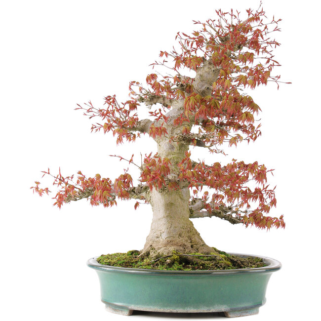 Acer palmatum, 52 cm, ± 35 anni, con un nebari di 25 cm in un vaso giapponese fatto a mano da Reiho