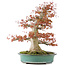 Acer palmatum, 52 cm, ± 35 jaar oud, met een nebari van 25 cm in handgemaakte Japanse pot van Reiho