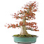 Acer palmatum, 52 cm, ± 35 years old, with a nebari of 25 cm in a handmade Japanese pot by Reiho
