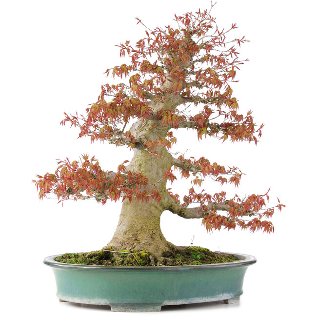 Acer palmatum, 52 cm, ± 35 Jahre alt, mit einem Nebari von 25 cm in einer handgefertigten japanischen Schale von Reiho