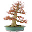 Acer palmatum, 52 cm, ± 35 anni, con un nebari di 25 cm in un vaso giapponese fatto a mano da Reiho