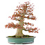 Acer palmatum, 52 cm, ± 35 jaar oud, met een nebari van 25 cm in handgemaakte Japanse pot van Reiho