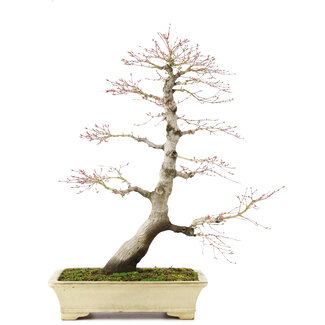 Acer palmatum, 64 cm, ± 30 jaar oud