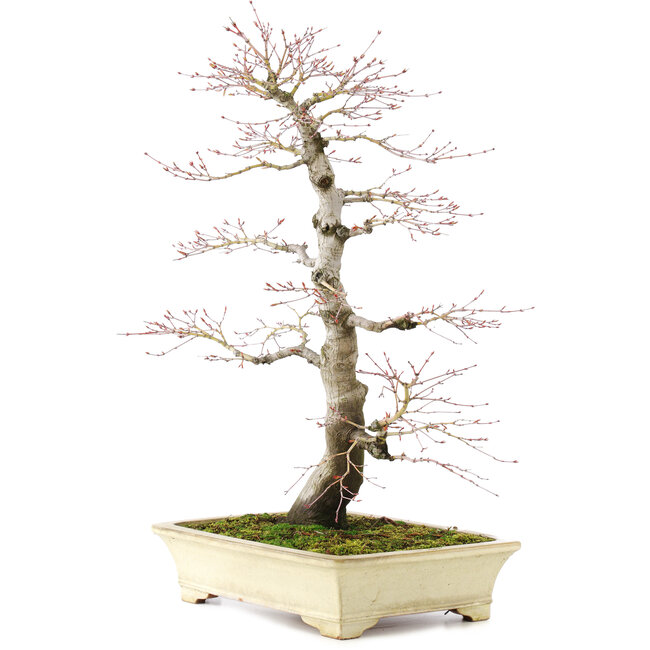 Acer palmatum, 64 cm, ± 30 años