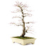 Acer palmatum, 64 cm, ± 30 jaar oud