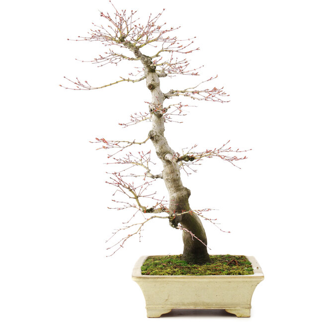 Acer palmatum, 64 cm, ± 30 ans