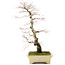 Acer palmatum, 64 cm, ± 30 anni