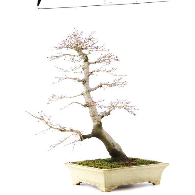 Acer palmatum, 64 cm, ± 30 jaar oud