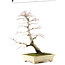 Acer palmatum, 64 cm, ± 30 jaar oud