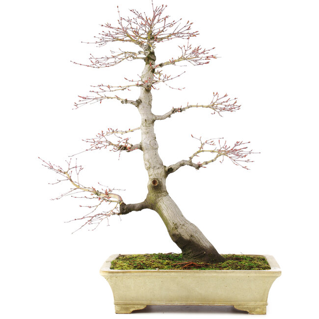 Acer palmatum, 64 cm, ± 30 jaar oud