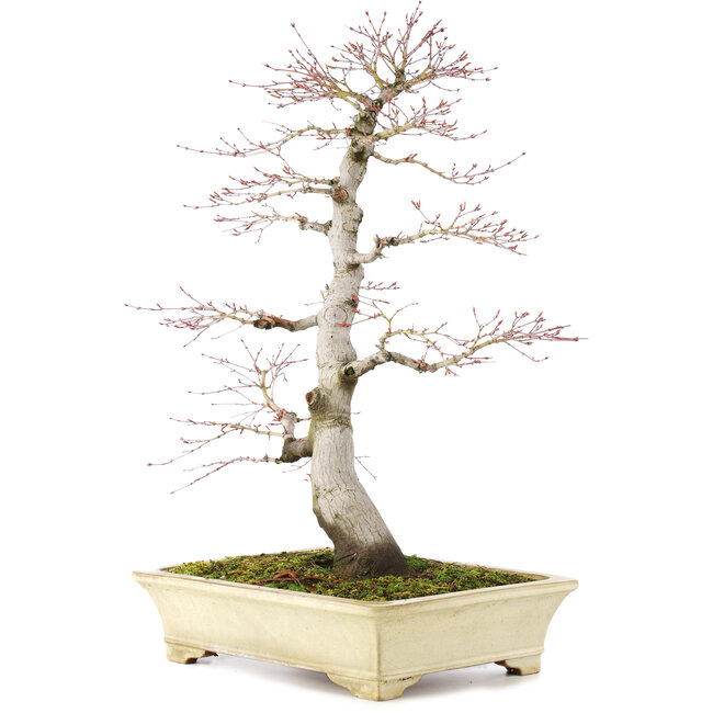 Acer palmatum, 64 cm, ± 30 años