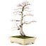Acer palmatum, 64 cm, ± 30 anni
