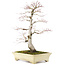 Acer palmatum, 64 cm, ± 30 jaar oud