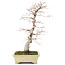 Acer palmatum, 64 cm, ± 30 anni