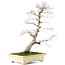 Acer palmatum, 64 cm, ± 30 jaar oud