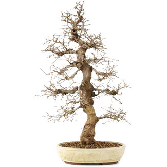 Carpinus coreana, 75 cm, ± 30 anni