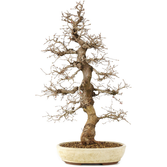 Carpinus coreana, 75 cm, ± 30 jaar oud