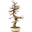 Carpinus coreana, 75 cm, ± 30 jaar oud