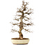 Carpinus coreana, 75 cm, ± 30 years old