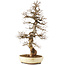 Carpinus coreana, 75 cm, ± 30 jaar oud