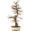 Carpinus coreana, 75 cm, ± 30 years old