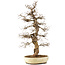 Carpinus coreana, 75 cm, ± 30 jaar oud