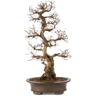 Carpinus coreana, 75 cm, ± 30 años