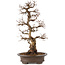 Carpinus coreana, 75 cm, ± 30 years old