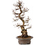 Carpinus coreana, 75 cm, ± 30 jaar oud