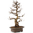 Carpinus coreana, 75 cm, ± 30 jaar oud