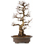 Carpinus coreana, 75 cm, ± 30 jaar oud