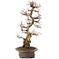 Carpinus coreana, 75 cm, ± 30 jaar oud