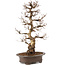 Carpinus coreana, 75 cm, ± 30 jaar oud