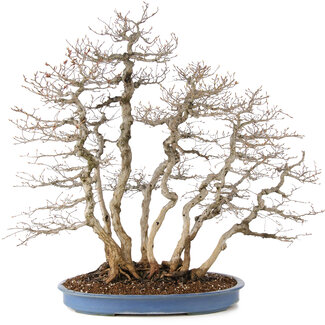 Carpinus coreana, 76 cm, ± 45 jaar oud