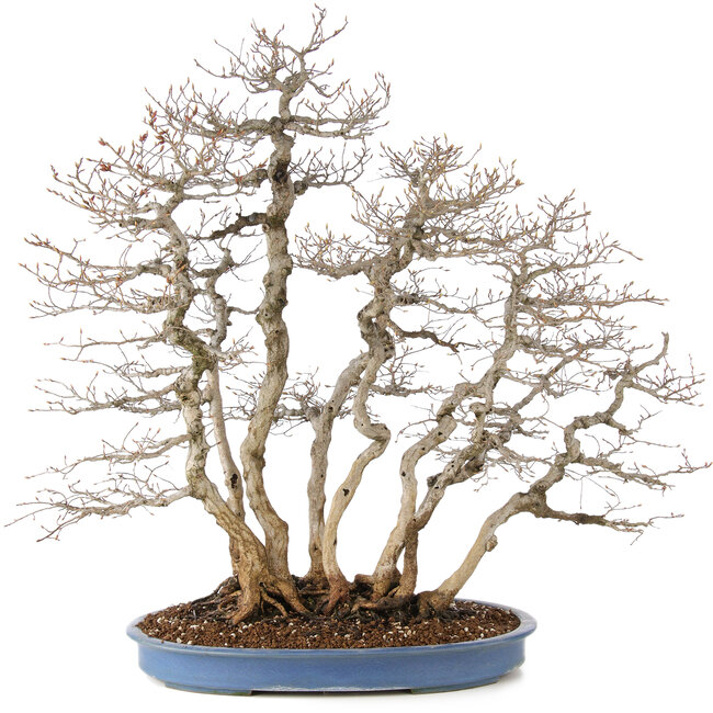 Carpinus coreana, 76 cm, ± 45 jaar oud