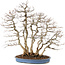 Carpinus coreana, 76 cm, ± 45 jaar oud