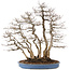 Carpinus coreana, 76 cm, ± 45 years old