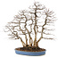 Carpinus coreana, 76 cm, ± 45 years old