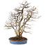 Carpinus coreana, 76 cm, ± 45 jaar oud