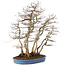 Carpinus coreana, 76 cm, ± 45 jaar oud