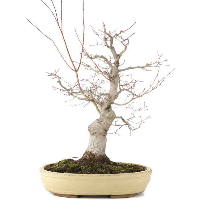 Acer palmatum, 62 cm, ± 30 jaar oud