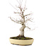 Acer palmatum, 62 cm, ± 30 años