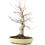 Acer palmatum, 62 cm, ± 30 jaar oud