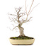Acer palmatum, 62 cm, ± 30 jaar oud