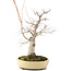 Acer palmatum, 62 cm, ± 30 anni