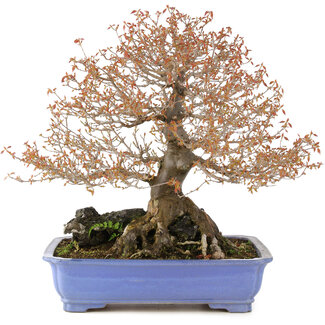 Acer buergerianum, 42 cm, ± 25 anni