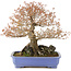 Acer buergerianum, 42 cm, ± 25 anni
