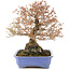 Acer buergerianum, 42 cm, ± 25 anni