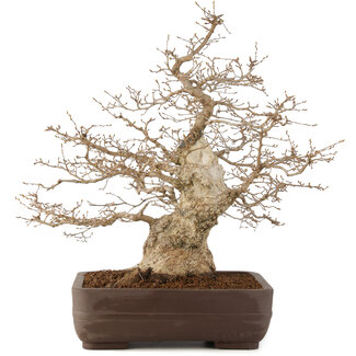 Carpinus coreana, 58 cm, ± 35 anni