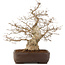 Carpinus coreana, 58 cm, ± 35 years old